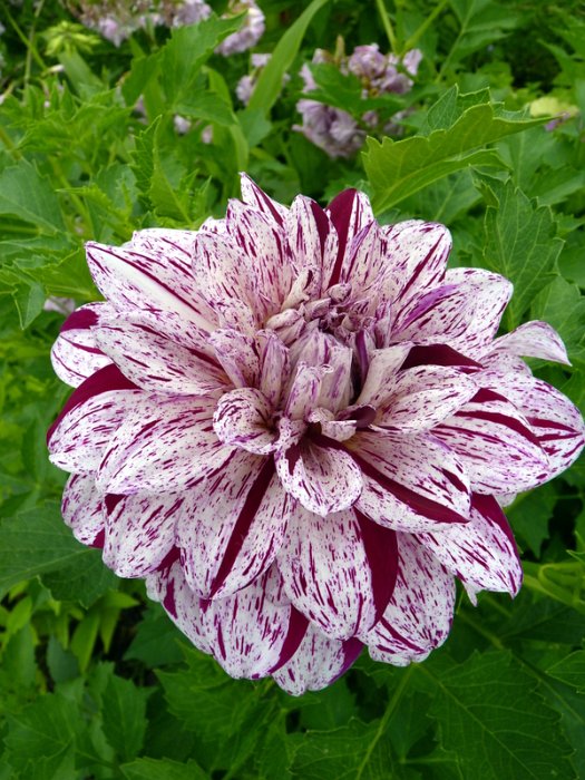Dahlia x 'Prince Valiant'